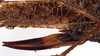 CollectionObject 1534533; ec74f7e7-3675-4fc2-ad14-1bdfdc7e5ae6: female ovipositor (type of Cecentromenus marmoratus). (CollectionObject).