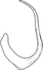 Aedeagus, lateral view on Diplocolenus (Diplocolenus) altaicus Vilbaste, 1965: Aedeagus, lateral view. (Observation).