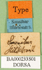 CollectionObject 1501597; 4d18b825-4ef0-4123-a9fb-5cc6da0ae2ea, DORSA BA000233S01: labels (holotype of Catantops pachycerus). (CollectionObject).