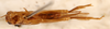 CollectionObject 1585678; be61275c-c5eb-49d7-8d39-9f2516d73c48: female, ventral view (allotype). (CollectionObject).