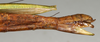 CollectionObject 1560594; 6053d9ac-52c0-4a95-bbdc-31c077963cdb: copyright NMW, Vienna. female: end of abdomen, lateral view (syntype). (CollectionObject).;CollectionObject 1560595; 0b40a03b-a42d-450a-9861-7d3975014e39: copyright NMW, Vienna. female: end of abdomen, lateral view (syntype). (CollectionObject).