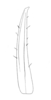 Ceuthophilus (Geotettix) fusiformis Scudder, 1894: Fig. 332. subdistal cephalic spur of caudal tibia, typical phase (Lincoln, NE). (Otu).