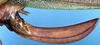 CollectionObject 1517333; 5e5fa895-6901-4b62-93a8-2c1aa32ccd64: female ovipositor (holotype). (CollectionObject).