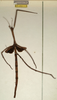 CollectionObject 1558309; NMW 761, 085c0800-dd1a-4b24-b05a-9393d17b5d27: copyright NMW, Vienna. female (syntype). (CollectionObject).