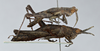 CollectionObject 2833384; aa7ffa08-1734-4a99-8504-f99f03481fa9, CNCI 1012895: Clematodes larreae. Lateral view. (CollectionObject).