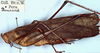CollectionObject 1531740; f68327ca-8155-4336-993d-e861b2110419: female, lateral view (syntype). (CollectionObject).