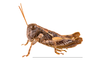 Amismizia puppa Bolívar, 1914: male (Agadir, Morocco). (Otu).
