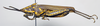 CollectionObject 1501057; e58dbd6b-4d47-4f74-a955-bba920733ce3: male, lateral view (lectotype). (CollectionObject).