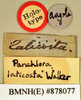 Gyna laticosta (Walker, 1868): Holotype, unsexed, labels. BMNH(E)#878077. (Otu).