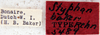 Styphon bakeri Rehn, 1930: Photo by Heidi Hopkins. labels. (Otu).