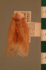 Stictomorphna geochroma (Walker, 1868): Copyright UMO, Oxford. Type of synonym Apsidopis wallacei, dorsal view. (Otu).