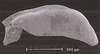 Subgenital plate: !! display not done !! on Curtara (Curtara) concava DeLong & Freytag, 1976: Male: subgenital plate, ventral view. (Observation).