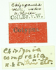 CollectionObject 1585753; 45ed60c5-c47a-475f-a777-9b22e97eda0a: female, labels (syntype). (CollectionObject).