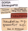 CollectionObject 1577150; 12add713-c0dc-4ea7-8707-a2a08a2376de: labels (paratype). (CollectionObject).