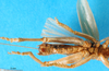 CollectionObject 1567524; 4c4193f5-1e73-41c0-8369-1e270e4e79ac: male, ventral view. (CollectionObject).