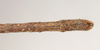 CollectionObject 1560811; 37433f9c-8556-43cf-a296-dde0d4ef6a92: copyright Natural History Museum, London. male; end of abdomen, ventral view of Phasma maculatum (holotype). (CollectionObject).
