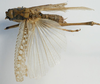 CollectionObject 1517261; dd9501f5-0070-4ee2-8f8c-f0bdda5e1a52: male, dorsal view (holotype). (CollectionObject).