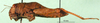 CollectionObject 1578812; 56199d8c-b45d-499b-b1cb-b1ee9ac2ca1f: female, lateral view (syntype). (CollectionObject).