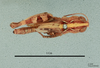 Notostaurus cephalotes (Uvarov, 1923): female, dorsal view, (holotype). (Otu).