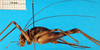 CollectionObject 1500988; 4d6e407f-b185-45d9-8cc4-88000d20b84a, DORSA BGphaaffS01: female, lateral view (holotype of Phaeophilacris affinis). (CollectionObject).