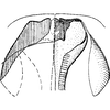 Ovipositor: Ovipositor. (Observation).