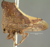 Habitus, lateral view: !! display not done !! on Glossonotus univittatus (Harris, 1841): (Observation).