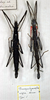 CollectionObject 1560778; cce746a5-2cd2-446e-9016-eec072365fb8: copyright MSNG. lectotype and paralectotype females. (CollectionObject).
