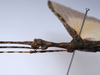 CollectionObject 1576320; 9219c460-3366-4b11-bd89-81ca55b0e86c: copyright ZRC, Singapore. female: head & thorax, lateral view (holotype). (CollectionObject).