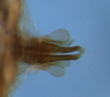 CollectionObject 1564448; e464a848-8f17-4b4c-9126-e57ea21341e2: distal portion of aedeagal valves, dorsal view. (CollectionObject).