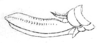 Erioloides spiniger (Redtenbacher, 1891): Pl. III, Fig. 8 b. ovipositor (length 14.5 mm). (Otu).