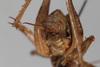 CollectionObject 1505596; 12a843f1-b3c7-4b55-80ef-1855a08ffb82: Male, anterior view (syntype). (CollectionObject).
