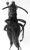 CollectionObject 1543632; 386a3472-eab0-4769-a464-256b6220c5f4: Image Carbonell, C.S. male, frontal view (lectotype). (CollectionObject).
