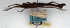 CollectionObject 1558304; NMW 51, 89a1c3b3-aa38-4621-a640-dd41f933c7bb: copyright NMW. male, lateral view (lectotype). (CollectionObject).