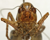 CollectionObject 1536008; 3dc16be7-772f-4bdf-b6db-7a83d590b6f5: male, frontal view (paratype). (CollectionObject).