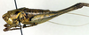 CollectionObject 1501869; 7fc097e0-7036-4b2d-a0d3-e00cd234ca90: male, lateral view (syntype). (CollectionObject).