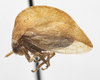 Habitus, lateral view on Cyrtolobus ovatus Van Duzee, 1908: (Observation).