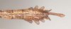 CollectionObject 1561361; 1ca8b482-43c3-4c50-8d2d-c33ee572cd53: copyright Natural History Museum, London. male: end of abdomen, dorsal view (holotype). (CollectionObject).