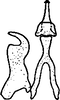 Stylus: !! display not done !! on Excultanus excultus (Uhler, 1877): Stylus. (Observation).