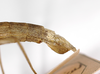 CollectionObject 1559775; 2bdc7312-b597-478a-9aa4-a29e6758e4b3: copyright MNCN, Madrid. female: end of abdomen, lateral view (holotype). (CollectionObject).