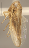 Habitus, lateral view: Dorsal - Light. Lighter color variation. (Observation).