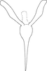 Connective on Anufrievia akazu (Matsumura, 1932): A. vilbastei ventral view. (Observation).