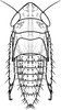 Nymph: (Observation).