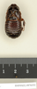 Panesthia ancaudellioides Roth, 1977: Copyright Natural History Museum, London. Paratype (adult female) in BM(NH). Dorsal view. (Otu).
