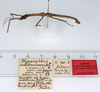 CollectionObject 1559195; aa5f1cb2-2630-4cd9-86df-c8c4f3c1eccd: copyright ZMUH, Hamburg. male, lateral view of synonym Hypocyrtus substrumosus (paralectotype). (CollectionObject).