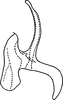 Aedeagus, lateral view on Erythridula lyratae (Ross & DeLong, 1953): Aedeagus, lateral view. (Observation).
