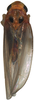 Habitus, dorsal view on Anufrievia plana Yang & Zhang, 2018: Habitus. (Observation).