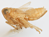 Habitus, lateral view on Delphacodes quadridentis Beamer, 1948: (Observation).