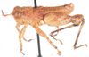 Lithidiopsis carinatus Dirsh, 1956: male, lateral view. (Otu).
