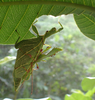 copyright Richard Markham. mating pair in nature feeding on guava, Fiji, 17 November 2019. Depicts Chitoniscus lobiventris (Blanchard, 1853), an Otu.