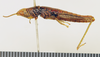 CollectionObject 1518362; 6ac4d332-9312-46a5-a0c9-d2a0a2b4cab6: male, lateral view (holotype). (CollectionObject).